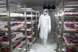 The eggs are kept in a refrigerated room at 0 degrees Celsius. By MAMYRAEL (AFP)