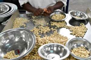 The kernel of the cashew nut is widely used in cooking and cosmetics, while the resin in its shell is suitable for a surprising range of industrial uses.  By ISSOUF SANOGO (AFP / File)