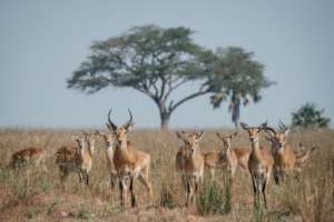 The impact of Uganda's oil ambitions on Murchison Falls National Park, in particular, has caused grave concern. By Yasuyoshi CHIBA (AFP)
