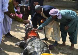 The oldest crocodile -- believed to be anywhere between 70 and 100 years old -- is feted at the festival's climax
