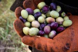 The olives are harvested earlier than on other farms, which Alileche says allows for