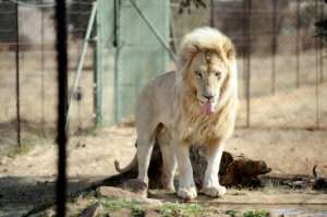 The lion breeding industry has warned that thousands of jobs would be lost if South Africa's parliament ends their commerical operation. By STEPHANE DE SAKUTIN (AFP)