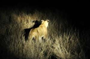 The lions have been spotted roaming around the Foskor phosphate mine outside the town of Phalaborwa on the western boundary of the famed wildlife park, which is fenced in.. By STEPHANE DE SAKUTIN (AFP/File)
