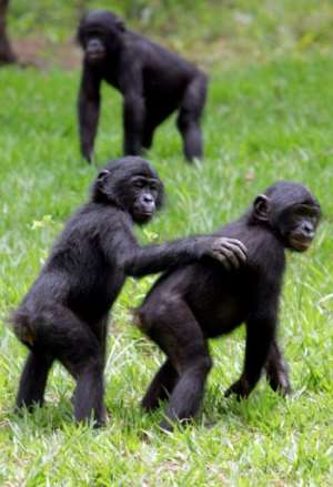 The main threat to chimp and large mammals in general is habitat loss. By Issouf SANOGO (AFP/File)
