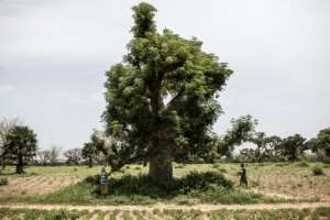 The might baobab is a national symbol of Senegal, where locals have long prized the tree's many uses. By JOHN WESSELS (AFP)