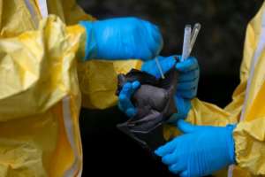 The scientists use swabs to take samples, which are then analysed in a hi-tech lab in Franceville. By STEEVE JORDAN (AFP)
