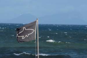 The shark's visual system barely picks up colour and has a very poor ability to distinguish shapes. By RODGER BOSCH (AFP/File)