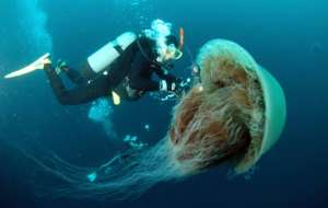 The sheer size of some jellyfish can be a threat to fishermen if they caught in their nets. By YOMIURI SHIMBUN (YOMIURI SHIMBUN FILES/AFP)