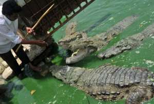 The shrine is also home to over 100 lumbering crocodiles who have lived there for generations