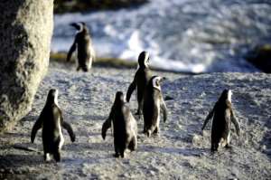 Penguins colonized a beach near Cape Town in the 1980s and have since become a major tourist attraction. By STEPHANE DE SAKUTIN (AFP)
