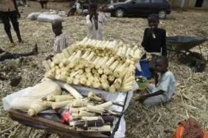 The price of sugar cane and other farm produce has soarded because of the security crisis. By PIUS UTOMI EKPEI (AFP)