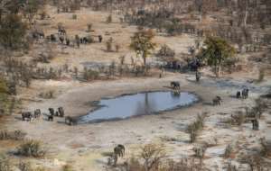 The vast Chobe National Park has more than 100,000 elephants.  By MONIRUL BHUIYAN (AFP)