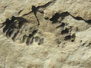 This handout photo shows animal fossils eroding out of the surface of the Alathar ancient lake deposit. By Badar ZAHRANI (Badar ZAHRANI/AFP)
