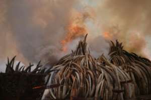Tonnes of ivory and rhino horn burn on a bonfire in Nairobi in 2016 in an anti-poaching stunt first made popular by Leakey. By Tony KARUMBA (AFP/File)