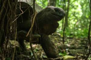 Too many tourists can bother nesting birds and turtles, says Dailus Laurence, the chief warden of Cousin Island. By Yasuyoshi CHIBA (AFP)