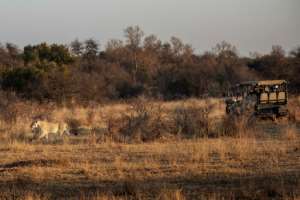 Tourists track a lioness at the Dinokeng Game Reserve outside Pretoria in 2020. By Michele Spatari (AFP/File)