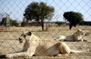 Trophy hunting of lions bred in captivity is a $36-million industry in South Africa. By STEPHANE DE SAKUTIN (AFP)