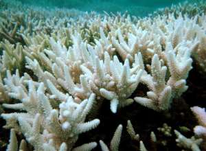 Tropical coral reefs are among the phenomena least resistant to global warming. By - (Great Barriier Reef Marine Park/AFP/File)