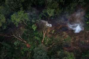 Trees in the gorillas' habitat are being chopped down for charcoal. By ALEXIS HUGUET (AFP)