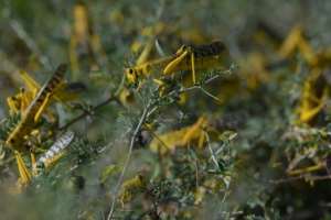 UN food experts say locust numbers may grow 500 times by June. By TONY KARUMBA (AFP)