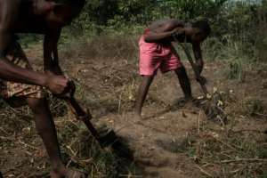 Undeterred by chronic oil pollution, fishermen in K-Dere village clear the land to plant cassava. By Yasuyoshi CHIBA (AFP/File)