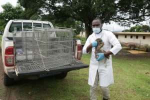Vet Thierry Tsoumbou promotes the rehabilitation programme. By STEEVE JORDAN (AFP/File)