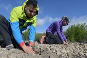 Volunteers aim to revive a burned forest by planting Aleppo pine shoots. By FETHI BELAID (AFP)