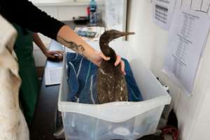 Volunteers regularly weigh cormorants while they are being treated.  By RODGER BOSCH (AFP)