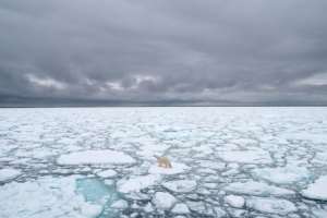 Warming temperatures are threatening sea ice. By BJ KIRSCHHOFFER (POLAR BEARS INTERNATIONAL/AFP/File)