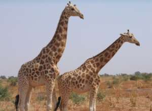 West African or Niger giraffes, the last of which are in southwestern Koure, near where the attack on French tourists took place. By BOUREIMA HAMA (AFP/File)