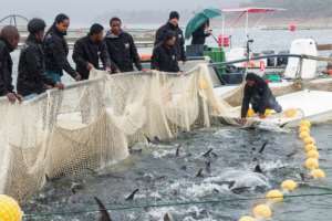 When the sturgeon reach seven grams they are moved to freshwater ponds, and then into large cages in the lake when they weigh 500 grams. By MAMYRAEL (AFP)