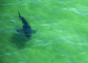 White, tiger and bull sharks are the usual suspects for the majority of attacks on humans. By JOSEPH PREZIOSO (AFP/File)