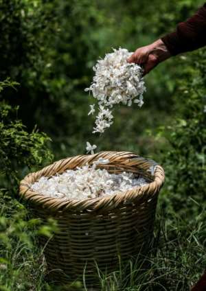 While as much as 20 tonnes of jasmine petals are harvested daily during the season in Egypt, the vast quantities are reduced to a few tonnes of paste each year, from which oil is then extracted. By Mohamed el-Shahed (AFP)