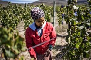Winegrowers in Hemel en Aarde say they were relatively unscathed from the devastation that hit their industry last year. By MARCO LONGARI (AFP)