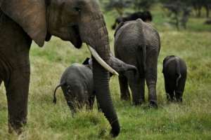 Wildlife has flourished again. By Tony Karumba (AFP)