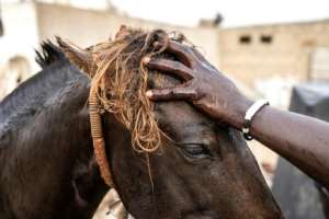 With about one million horses and donkeys, Senegal has an unusually high equine population for the region. By JOHN WESSELS (AFP)