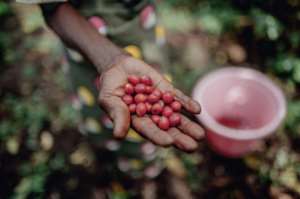 With its temperate climate, Idjwi produces coffee beans as well as sweet potatoes and cbadava. By Luke DENNISON (AFP)