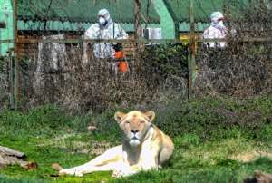 Workers disinfect the area surrounding the lion enclosure at Skopje Zoo. By Robert ATANASOVSKI (AFP)