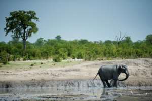 Zimbabwe has an elephant population of around 84,000 which is nearly double what it can cope with, according to the officials. By MARTIN BUREAU (AFP/File)