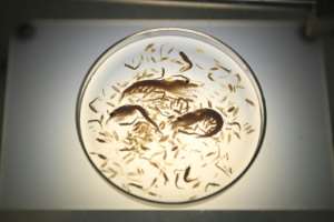 Zooplankton -- animals like krill and the larvae of fish, crabs and other marine creatures -- are one of the two main types of plankton, a catch-all term from the Greek for 'drifting'. By DANIEL LEAL-OLIVAS (AFP)
