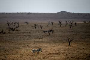 A male Grevy's zebra strolls in the Lewa Wildlife Conservancy's savanna in northern Kenya. By Tony KARUMBA (AFP)