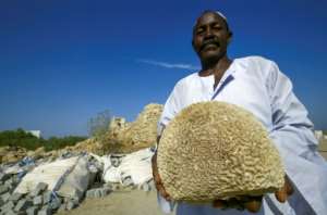 A man carries coral on the island of Suakin in eastern Sudan. By Ashraf SHAZLY (AFP)