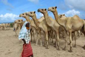 A man sells camels at El Hirka Dhere livestock market in Mogadishu, a day before the Muslim festival Eid Al-Adha, the feast of the sacrifice.. By STR (AFP)