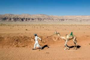 A Bedouin man runs with his camel as he prepares it to take part in a race in Egypt's South Sinai desert. By Khaled DESOUKI (AFP)
