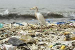 A bird stands on a beach covered with trash in Hann Bay in Dakar, Senegal. By SEYLLOU (AFP/File)