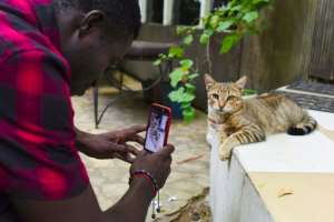 A cat looks unfazed by media attention at the Bushman Cafe venue for Ivory Coast's second smartphone movie festival. By ISSOUF SANOGO (AFP)