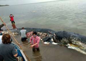 A dead sperm whale that washed ashore had nearly six kilograms (13.2 lbs) of plastic waste in its stomach, in Wakatobi National Park in Indonesia in 2018. By La Ode M. Saleh Hanan (AFP/File)
