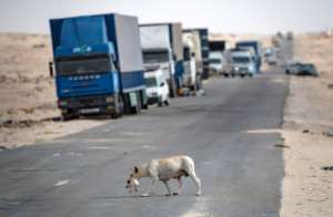 A dog carries its puppy on a road between Morocco and Mauritania in Guerguerat located in the Western Sahara. By Fadel SENNA (AFP)