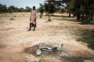 A Fulani herder lost 15 sheep in flash floods -- a huge loss. By JOHN WESSELS (AFP)
