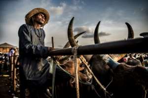 A Fulani herdsman waits for customers at Lagos's main cattle market. By Luis TATO (AFP)